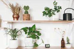 TFA Dostmann TFA 30.5055.99 Digitales Thermo-Hygrometer Set Klimakontrolle -TFA Dostmann Speichern 30 5055 anwendung 1